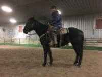 AQHA gelding for sale in Central Montana | Gelding for sale | Horses for sale in Montana | Ranch horse for sale 
