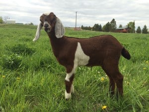 raising goats
