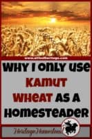 Homesteading | Kamut Wheat | Ancient Grains | In my opinion, KAMUT wheat is superior than the modern wheat available for many reasons. Here are my eight reasons why I only use Kamut wheat. Do you agree?