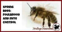 Bees | Care for Bees | Bee Diseases | Bee Mites | A healthy bee, is a healthy hive. Tag along and watch as I open up my hive and treat for foulbrood and mite control. It's an important step for beekeepers.