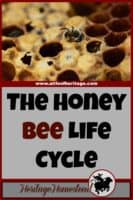 Bees | Bee Care | How to Bees | Bee Hive| What your hive may look like ten days after installing a bee package. The honey bee life cycle has most likely begun with eggs, larva and capped brood!