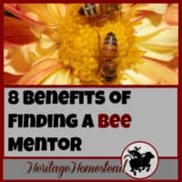 Bees | Bee Care | How to own bees | Bee mentor | Finding a bee mentor can be the key to your success. You don't need to know everything about bees, you just need to know someone else who knows everything.