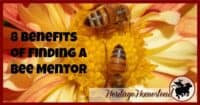 Bees | Bee Care | How to own bees | Bee mentor | Finding a bee mentor can be the key to your success. You don't need to know everything about bees, you just need to know someone else who knows everything.