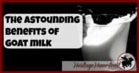 Goat Milk | Drinking Milk | Homesteading | The Benefits of Goat Milk are Astounding. Truly. These 10 reasons are why you should look into drinking goat milk. Your body will thank you!