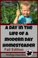 Homesteading | Fall Garden Checklist | Homestead Work | Homesteading in the Fall | A day in the life of a modern day homesteader: wonderful, full of blessings but not much down time! Download a free fall garden checklist.