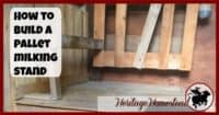 Milk Stand | Goats | Goat Care | How to Milk a Goat | There are many options for a milking stand and they are easy to build. I will share with you how I built mine to give you an idea of what may work for you.