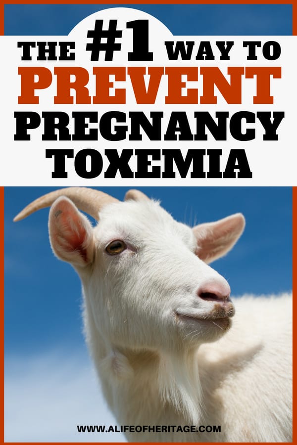 Pregnancy toxemia in goats and the number one way to prevent it! Raising goats during pregnancy.