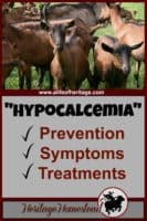 Goat Care | Hypocalcemia in goats | Goat pregnancy | Goat health | Hypocalcemia in goats is very serious. It can be prevented and a goat owner should do everything in their power to give their goat everything needed to avoid it. 