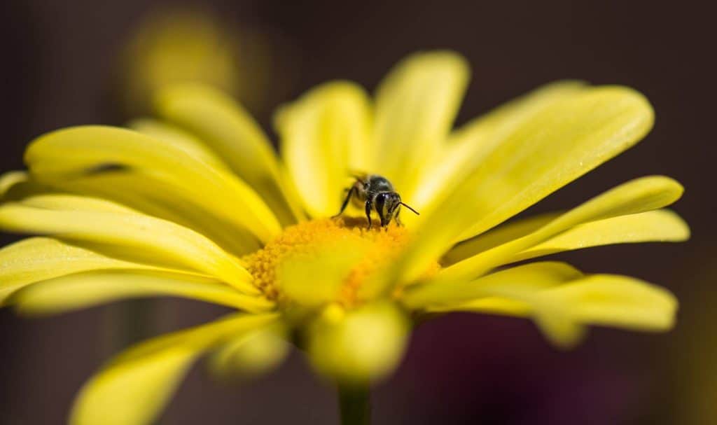 Bee collecting pollen on a yellow flower