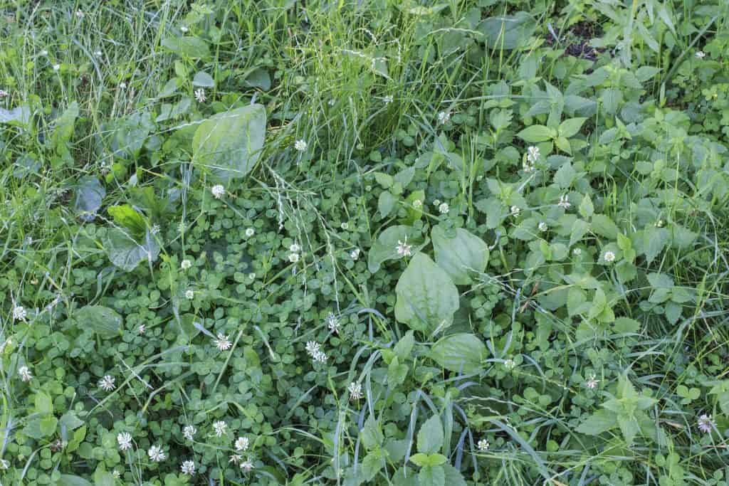 Broadleaf Plantain garden weed surrounded by other weeds