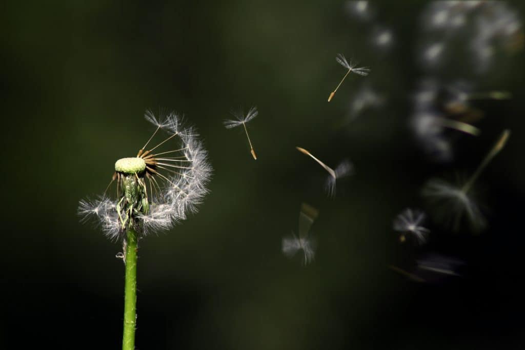A dandelion with seeds blowing in the wind.