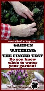 Garden watering is the most important aspect of your productive year of produce. Learn how to know when to water your garden, the signs of over watering and 6 tips for successful watering.