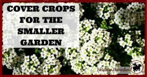 Cover crops are underutilized and misunderstood in the smaller vegetable garden. Understand what they are, which to choose and how to use them.