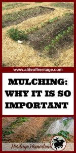 Mulching just may be the saving grace of the gardening year. Find out your mulching options, what it does for the soil and the best techniques.