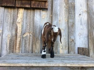 goats for sale in Montana