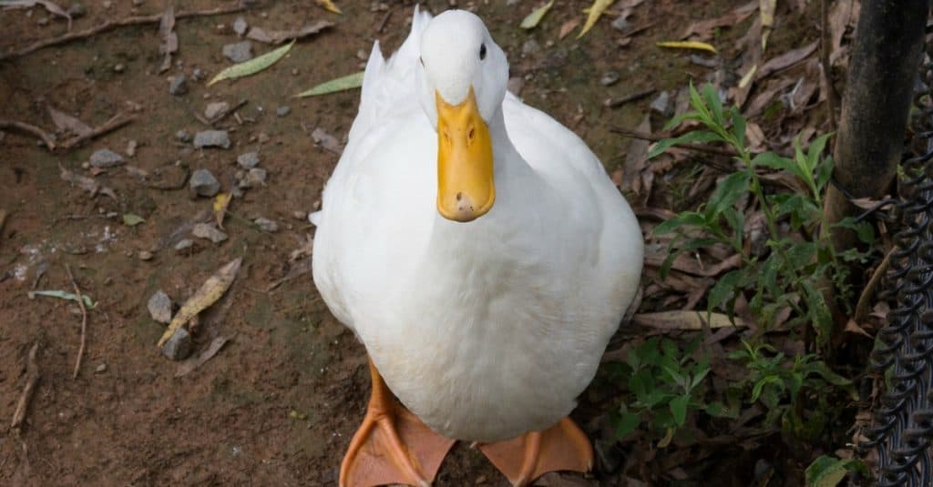 All the Duck Egg Facts (+10 Tips to Selling Duck Eggs)