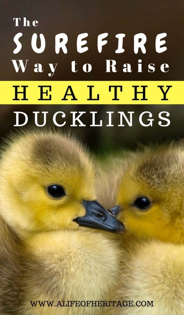 Ducklings. Two yellow ducklings and how to care for them.