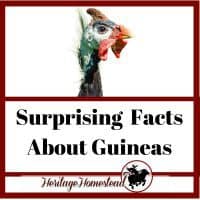 Guinea Fowl