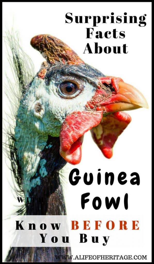 Guinea Fowl and the Surprising Facts About Them