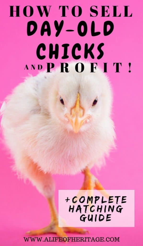 Hatching Chicken Eggs. Day-Old Chick and how to profit selling them.