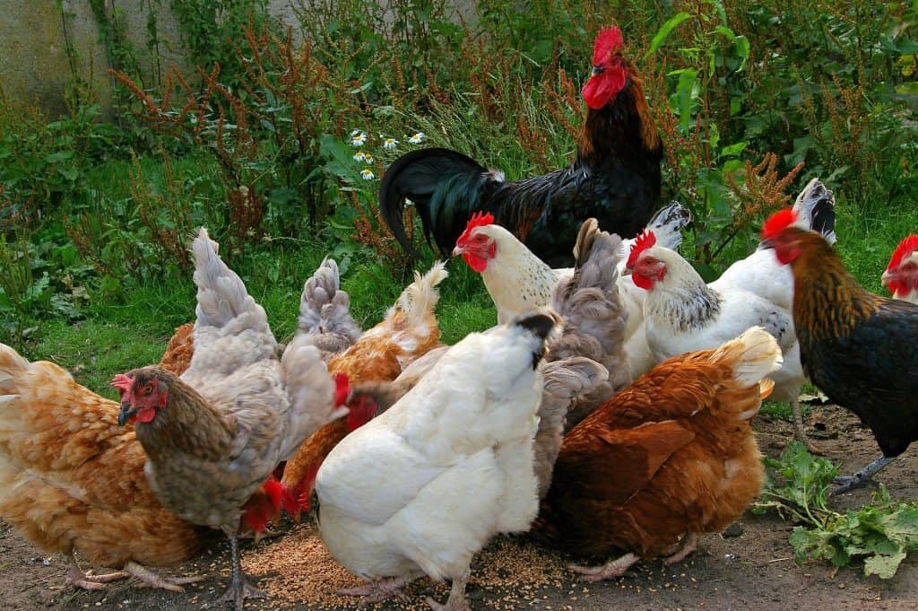 Laying hens and a rooster. How to profit selling laying hens