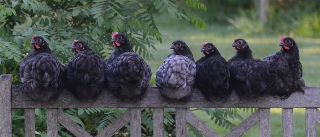 Laying hens on a fence. How to profit selling laying hens