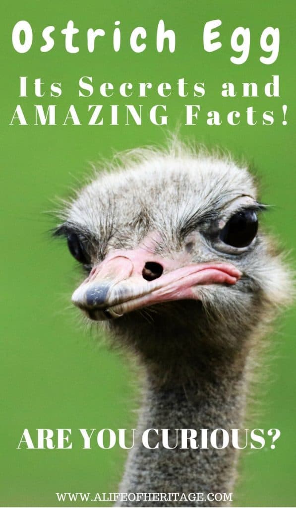 Ostrich hen and all the facts about her ostrich eggs
