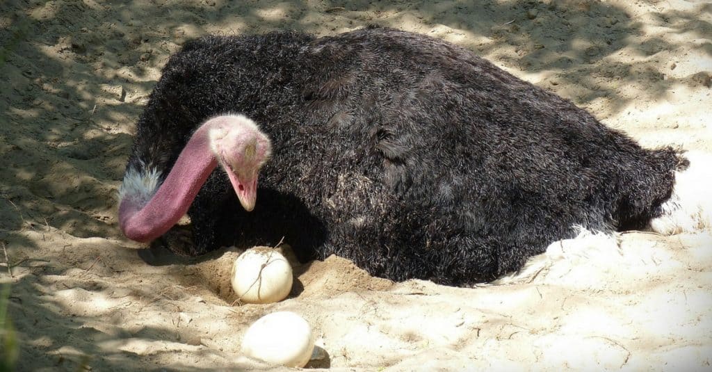 Ostrich Eggs in a next under an ostrich hen