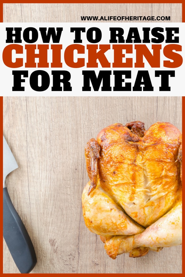 Meat chickens can be a valuable homestead business to consider. Here is exactly what you will need to get started in raising chickens for meat.