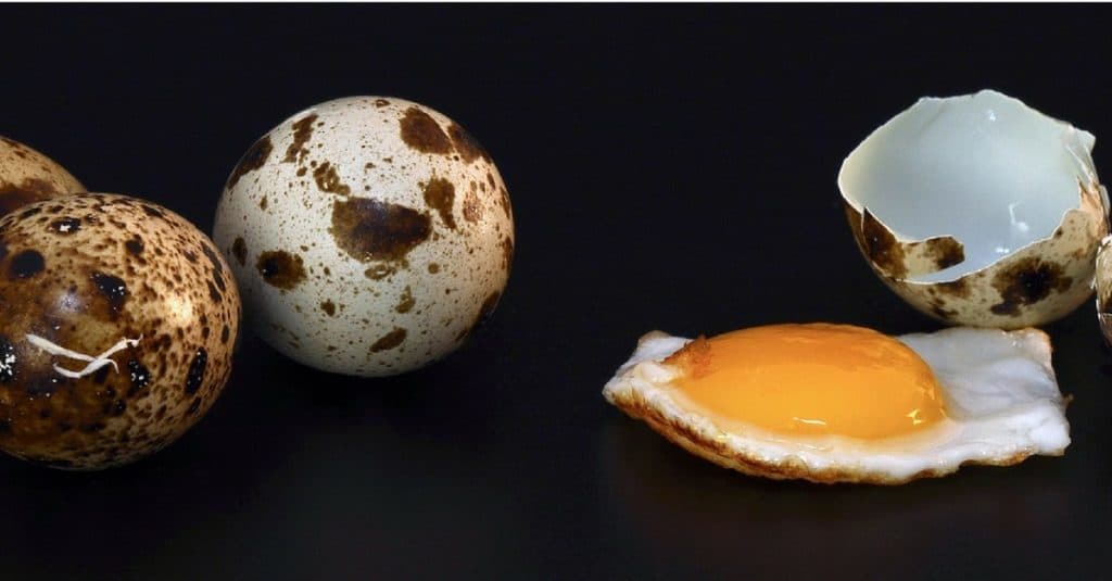 Quail eggs, and fried quail egg