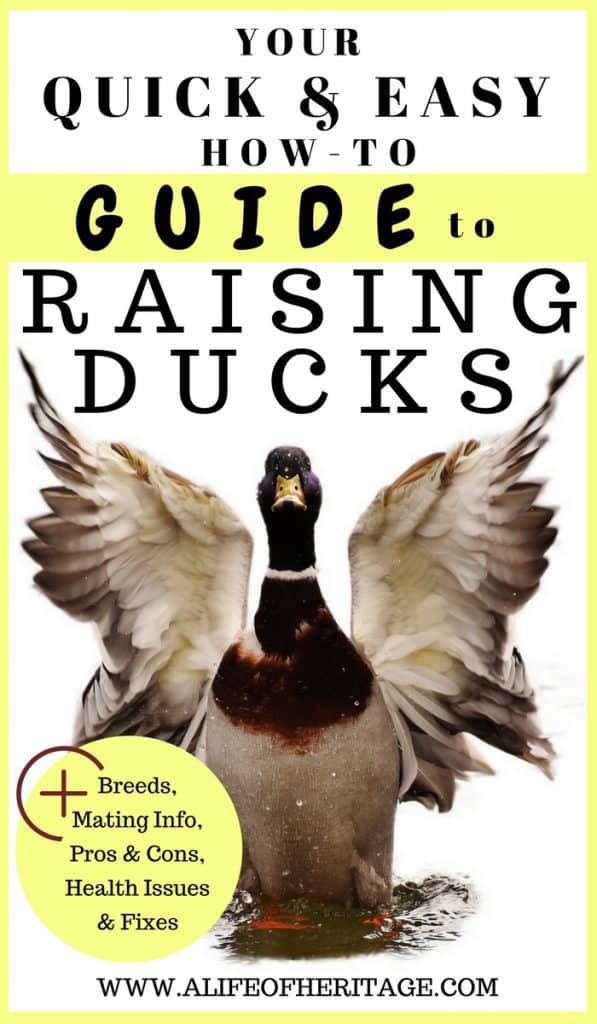 Raising Ducks. A complete guide