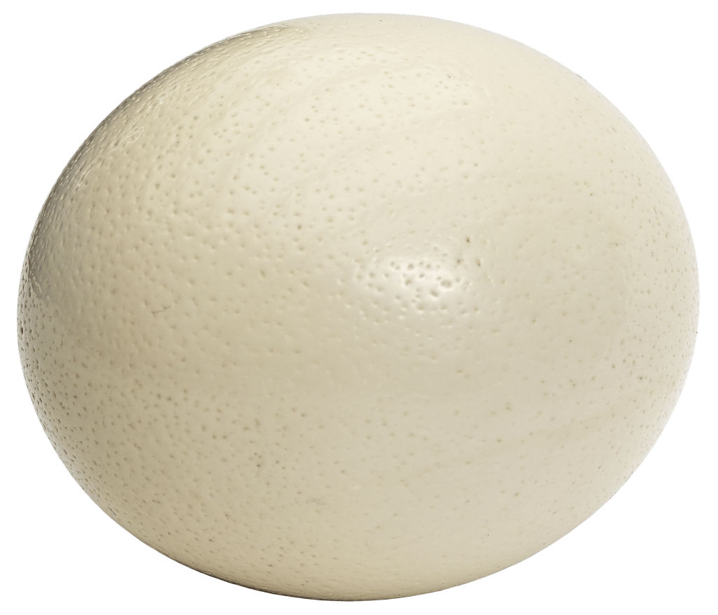 Pearl white ostrich egg