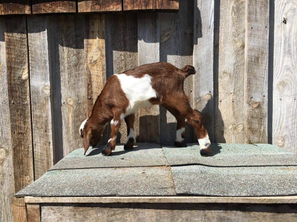 Giraffe is a beautiful Mini-Nubian goat born in 2018 in Lewistown Montana