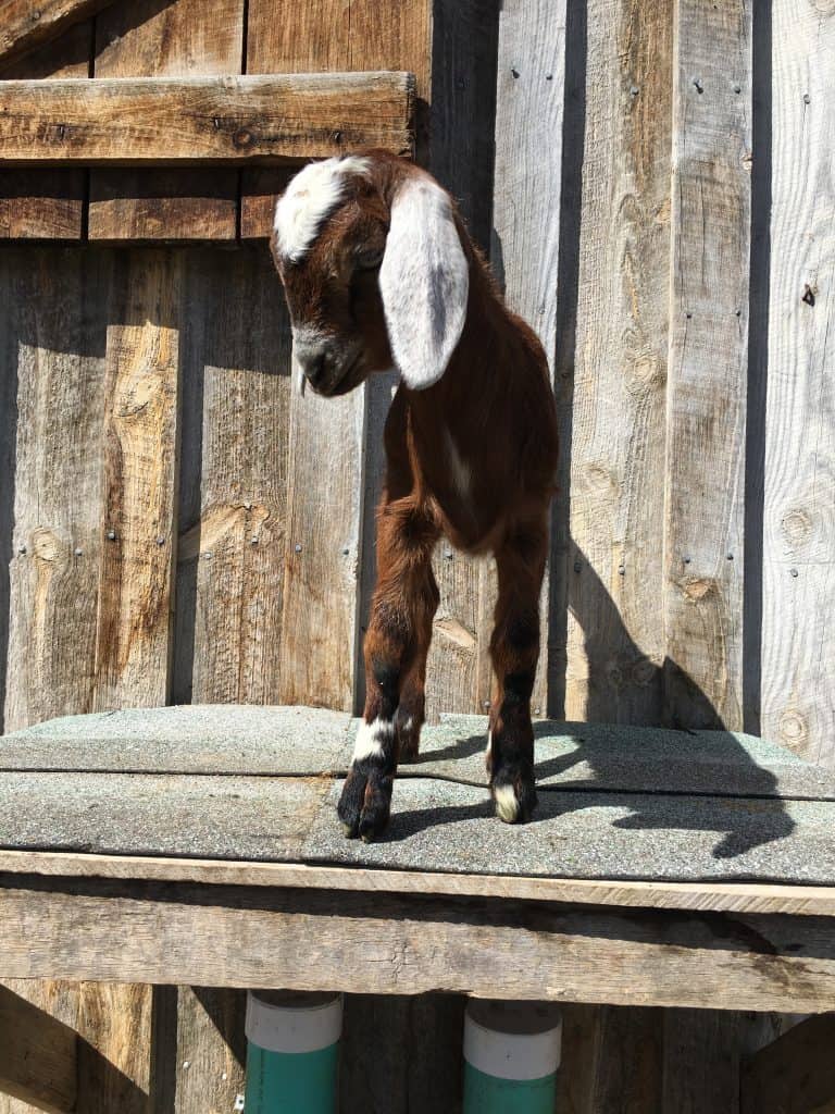 Giselle is a Mini-Nubian doeling for sale in Lewistown Montana