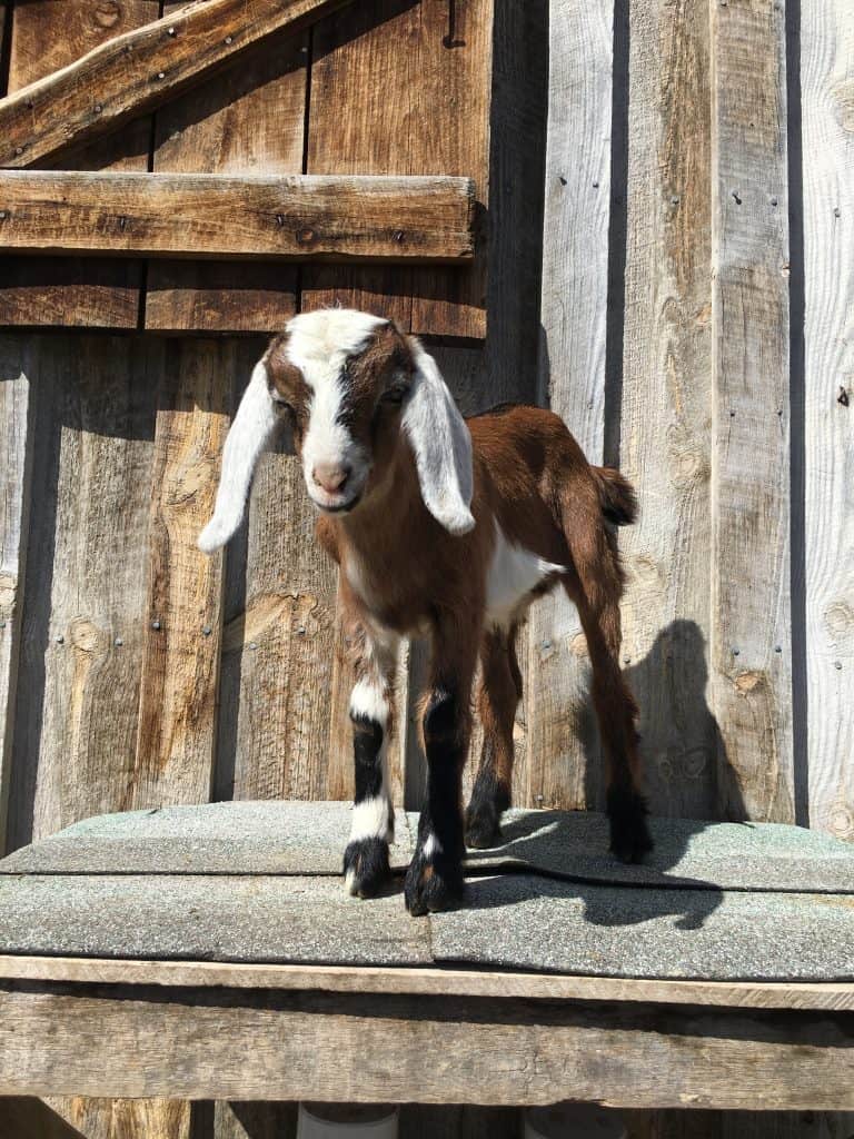 Gracie is a Mini-Nubian doeling for sale