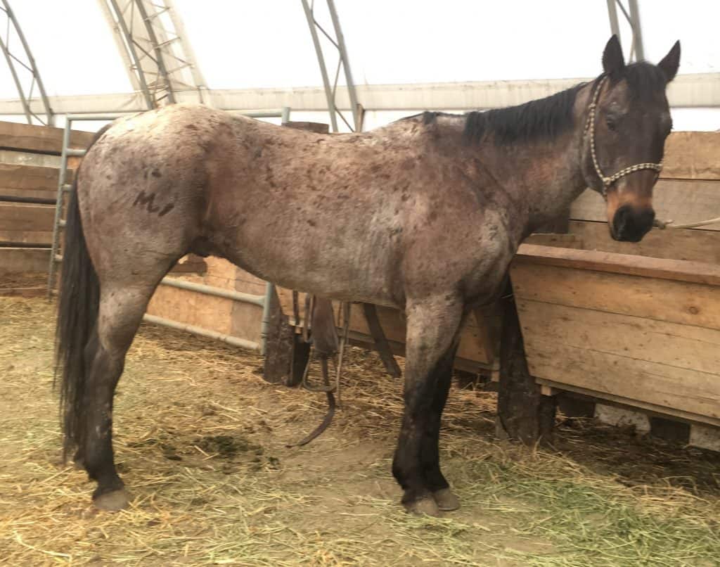 "Mark" A bay roan Horse for sale in Lewistown MT