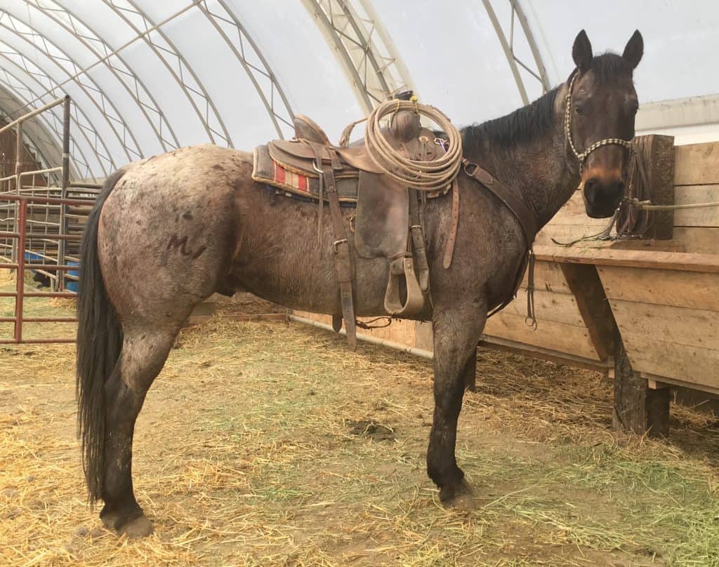 "Mark" A bay roan Horse for sale in Lewistown MT