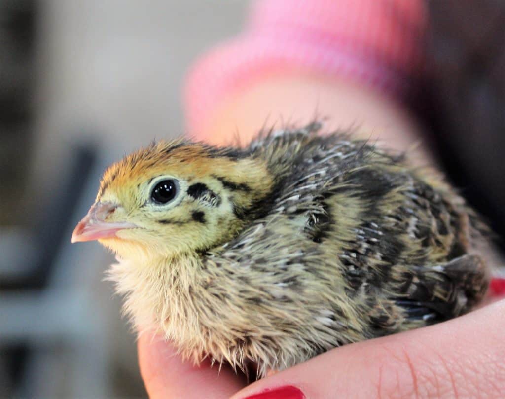 Raising Quail: How to Raise Healthy Quail and Avoid Catastrophe