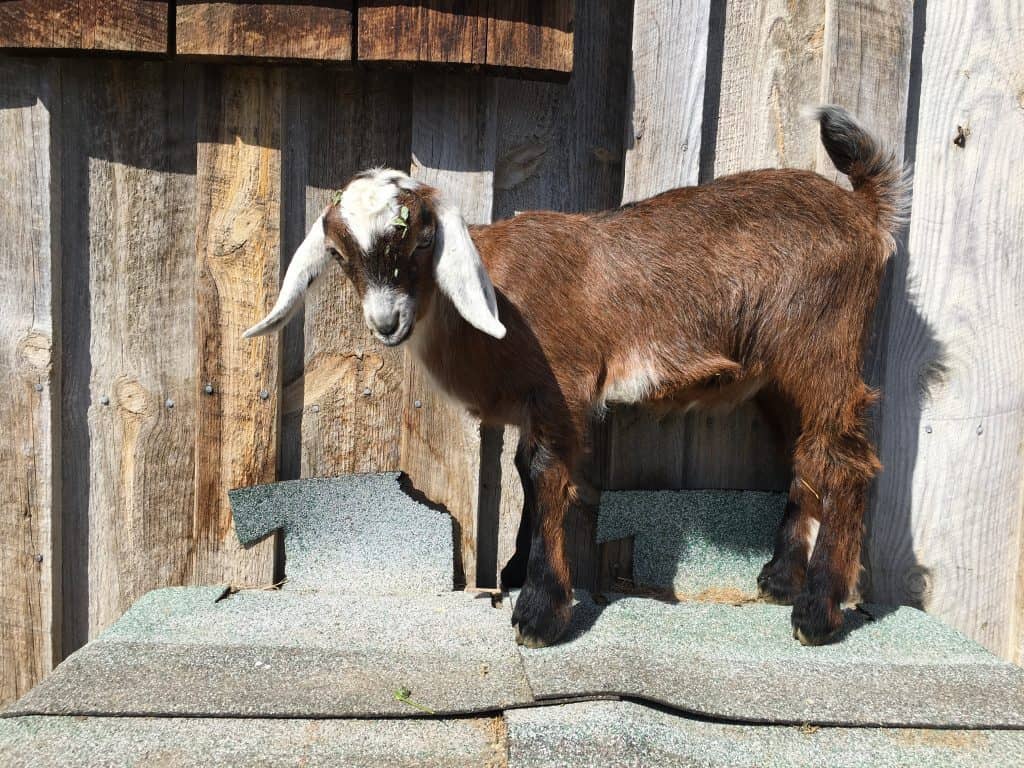 Sarge, a Mini-Nubian for sale in Lewistown, Montana
