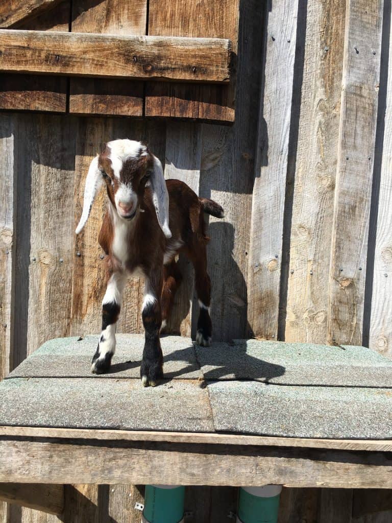 Shmiles is a cute and friendly Mini-Nubian buckling. Goats for sale in Lewistown Montana