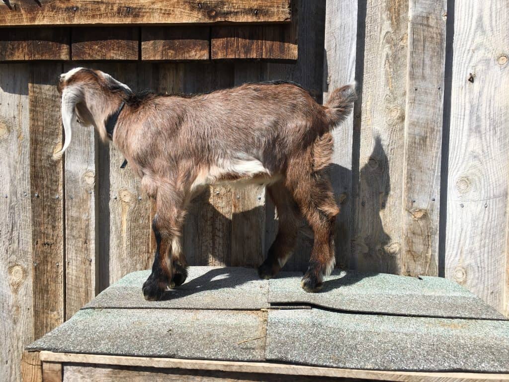 Skye is a sweet and friendly Mini-Nubian wethered goat for sale in Lewistown Montana