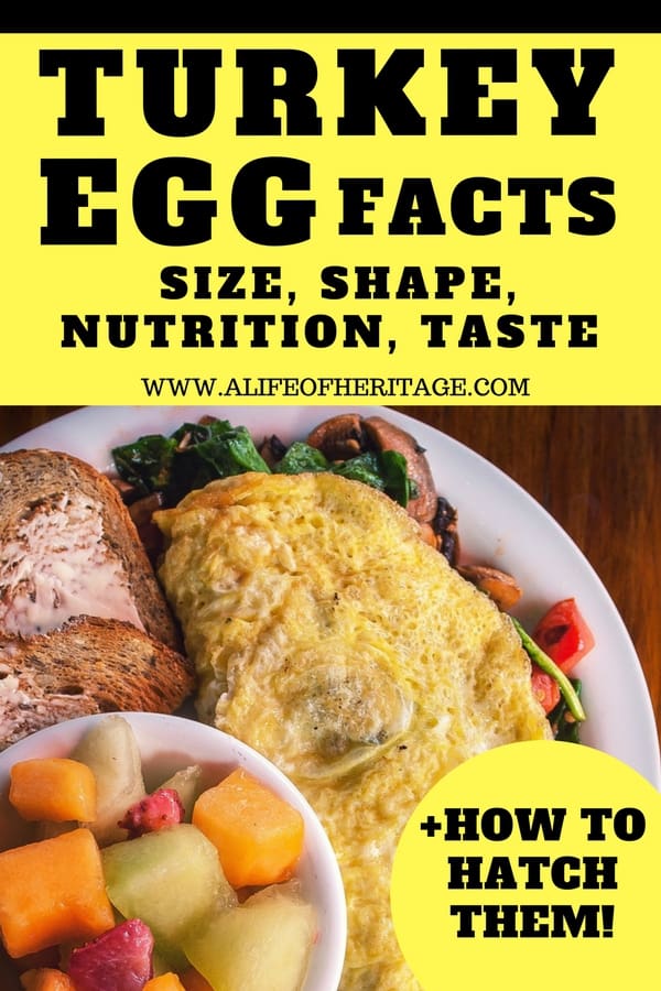 Turkey egg facts. Turkey egg omelette, bread and fruit bowl 