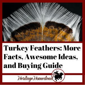 Turkey Feathers: More Facts, Awesome Ideas, and Buying Guide