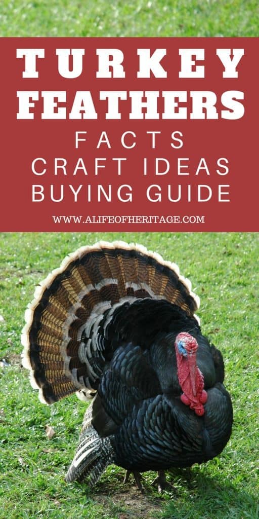 Turkey Feathers: More Facts, Awesome Ideas, and Buying Guide