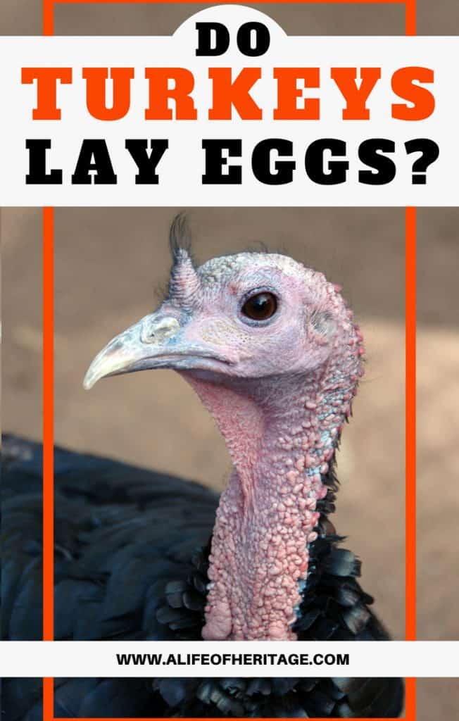 Do turkeys lay eggs? A hen looking at the camera