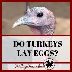 Do Turkeys Lay Eggs? Your Questions Answered!