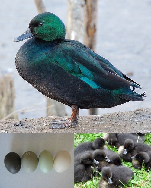 Duck Breeds: A iridescent green colored duck