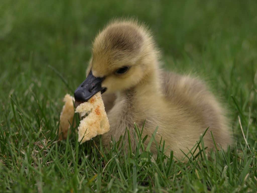 What do ducks eat? Little duckling eating bread