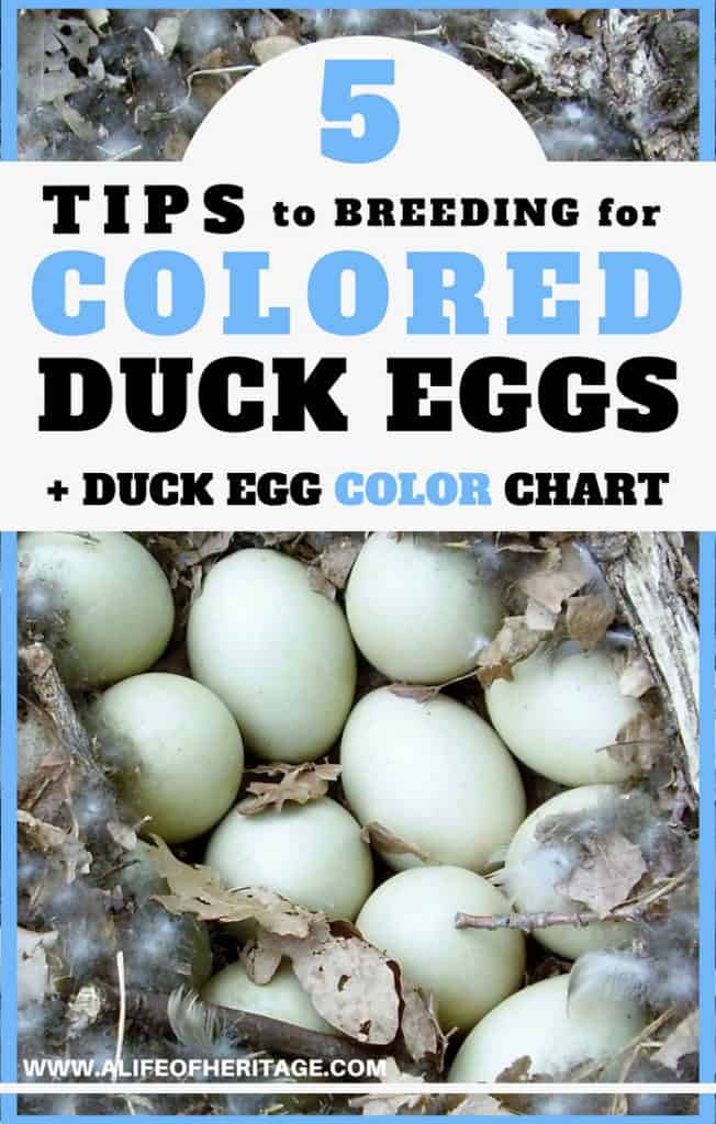 Duck Egg color and 5 tips on how to breed for colored duck eggs.