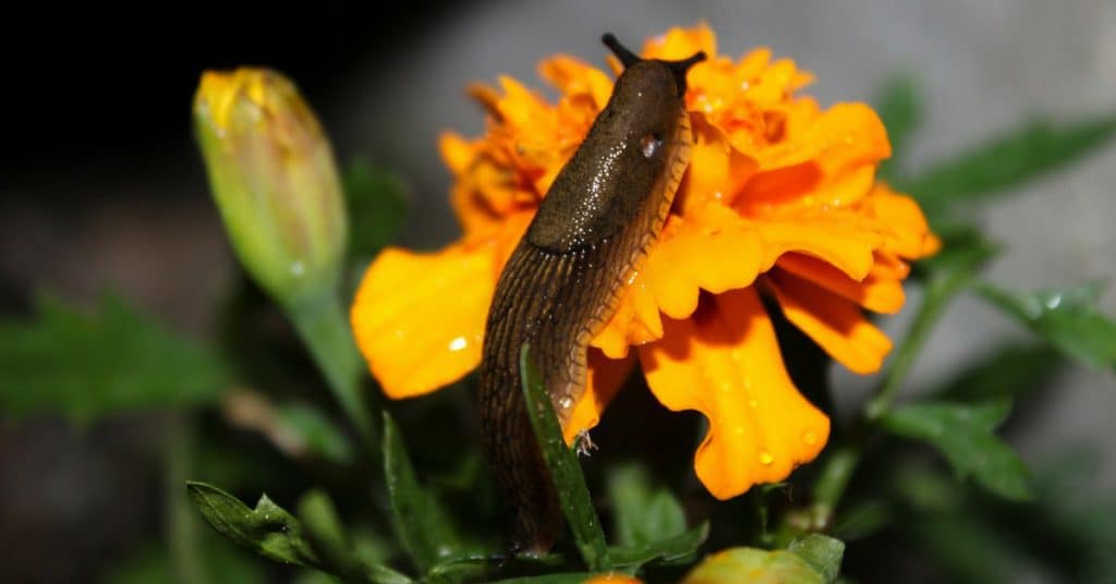 A slug on a marigold. Find out ways to control slugs in your garden here.